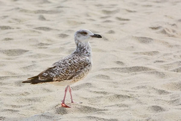 Seagull on Sand — Stock Photo, Image