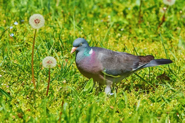 Gemeine Waldtaube — Stockfoto