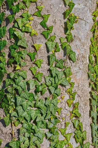 Edera inglese verde — Foto Stock