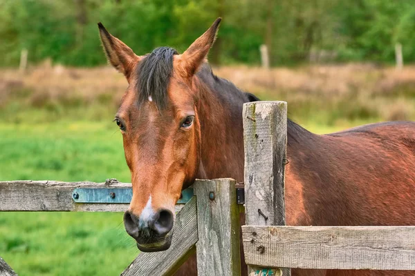 Retrato do cavalo — Fotografia de Stock