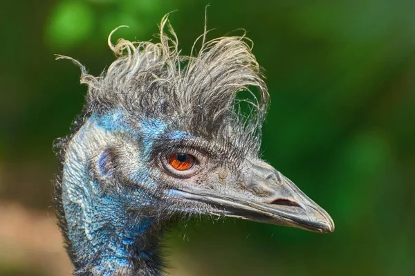 Portret van de emu — Stockfoto