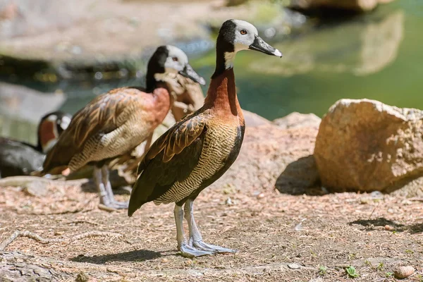 White-faced Whistling Duck — Stock Photo, Image