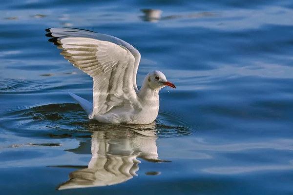 Seagull Landing on Water — Stock Photo, Image