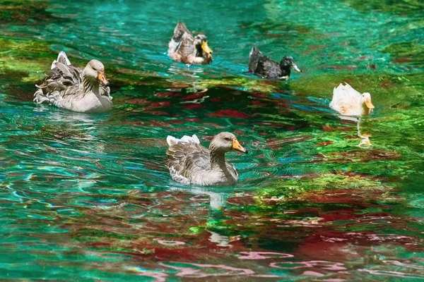 Ducks Swimming Down the River — Stock Photo, Image