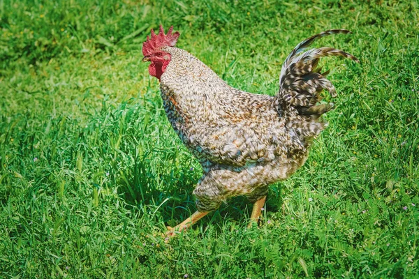 Rooster Walks by the Lawn — Stock Photo, Image