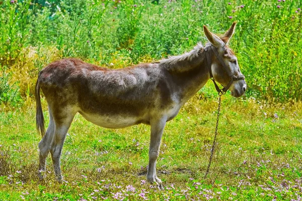 Osioł na pastwisko — Zdjęcie stockowe