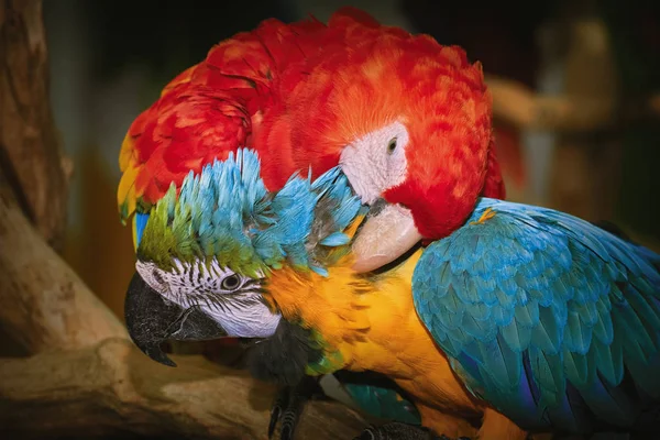 The Macaw Parrot — Stock Photo, Image