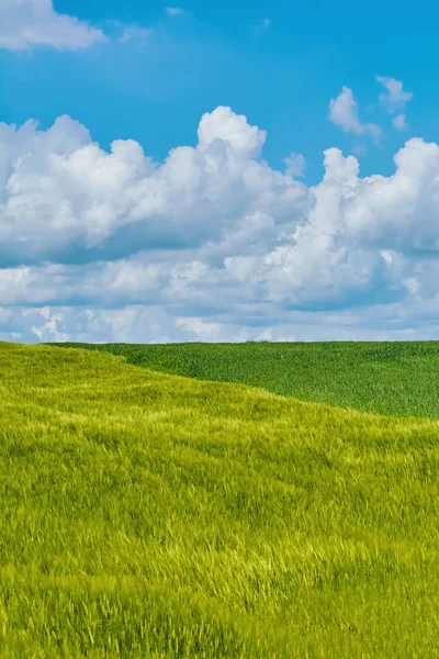 Groen veld onder hemel — Stockfoto