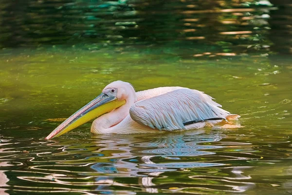 Pelicano na lagoa — Fotografia de Stock