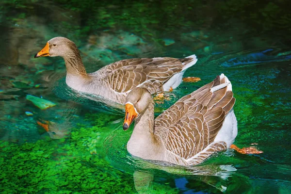 Ganzen zwemt langs de rivier — Stockfoto