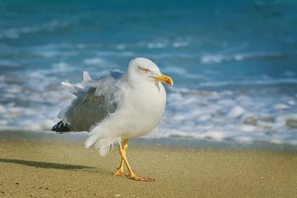 Gaviota caminando por la playa — Foto de Stock