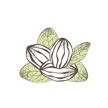 Shea somun illüstrasyon