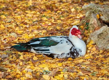 Resting Muscovy Duck clipart