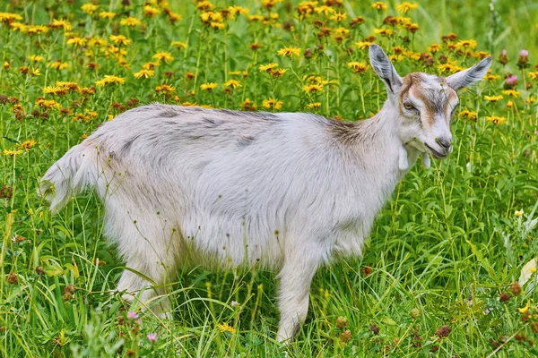 Goatee on Lea — Stock Photo, Image
