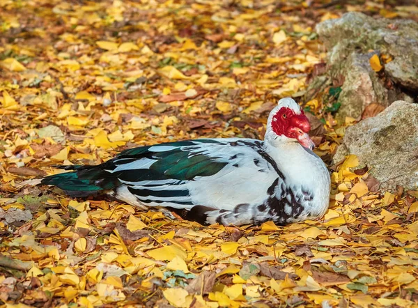 Pato de Moscóvia em repouso — Fotografia de Stock