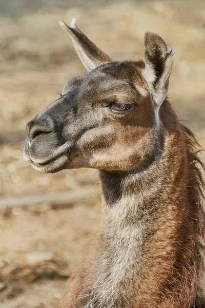 Portrait de lama — Photo
