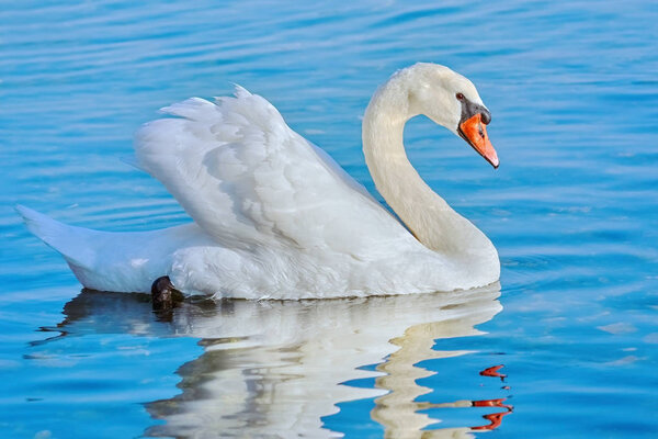 Swan on the Lake
