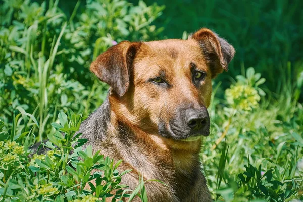 Portret psa Sstreet — Zdjęcie stockowe
