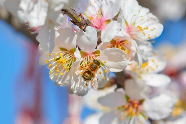 Albine pe floare — Fotografie, imagine de stoc