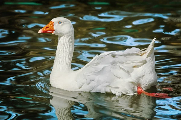 Oie blanche sur le lac — Photo