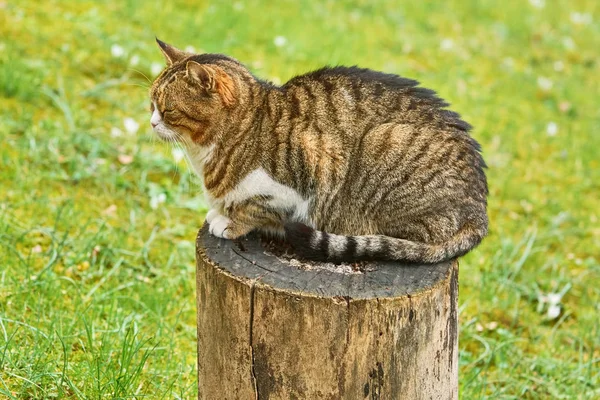 Γάτα σε ένα κούτσουρο δέντρου — Φωτογραφία Αρχείου