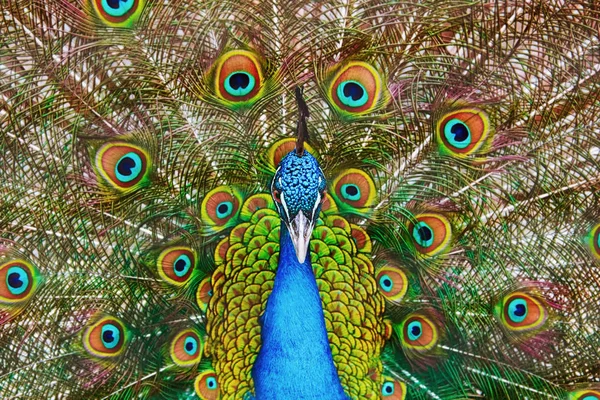 Porträtt av påfågeln — Stockfoto
