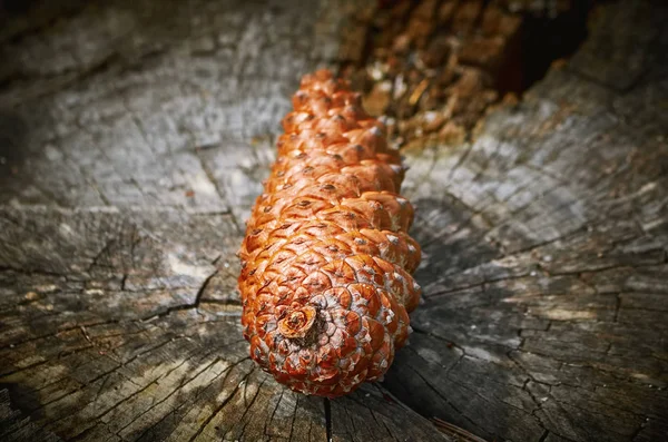 Fir Cone on the Stump — Stock Photo, Image