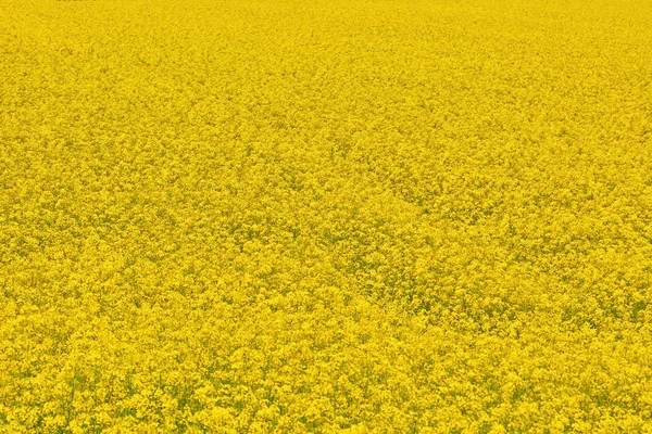 Fältet av colza — Stockfoto