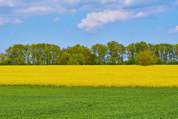 Feld von Raps und Weizen — Stockfoto