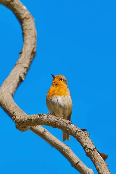 Robin no ramo — Fotografia de Stock