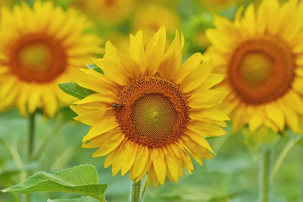 Blommande gul solros — Stockfoto