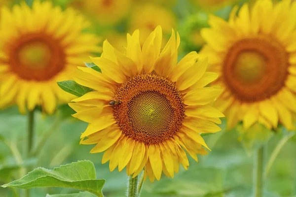 Girasole giallo fiorente — Foto Stock