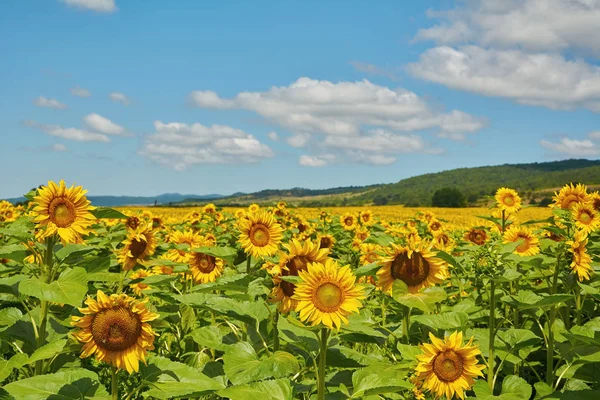 Gebied van zonnebloemen — Stockfoto