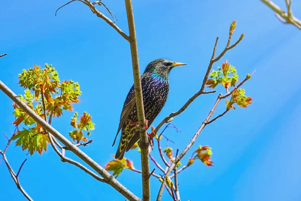 Běžný špaček (Sturnus vulgaris) — Stock fotografie