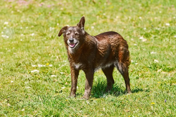Bastaard hond op het gazon — Stockfoto