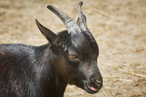 Portrait of She-goat — Stock Photo, Image