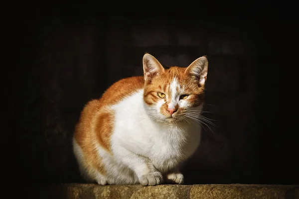 Gato no fundo escuro — Fotografia de Stock