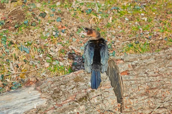 Młody Kormoran na dziennik — Zdjęcie stockowe