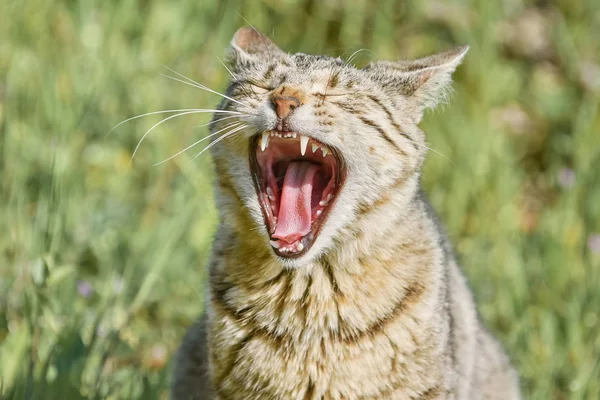 Yawning Stray Cat — Stock Photo, Image