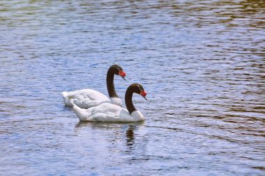 Pair of Black-necked Swans clipart