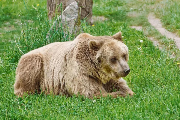 Медведь на траве — стоковое фото