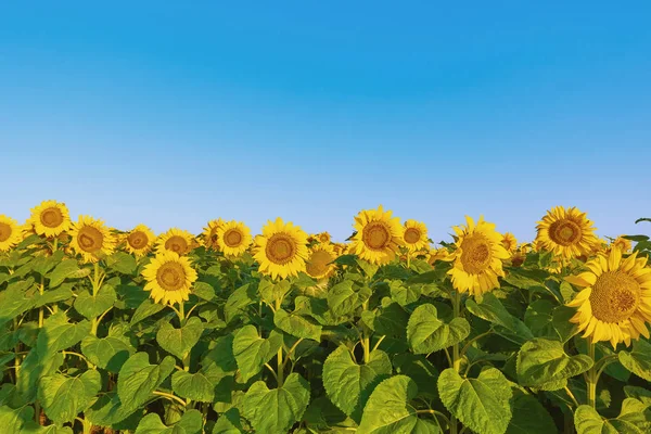 Gebied van zonnebloemen — Stockfoto