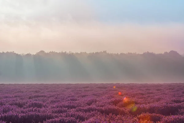 Levandulové pole po ránu — Stock fotografie