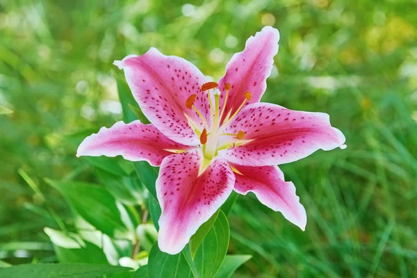 Zambak çiçeği üzerinde yeşil — Stok fotoğraf