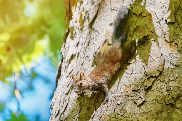 Squirrel on Tree — Stock Photo, Image