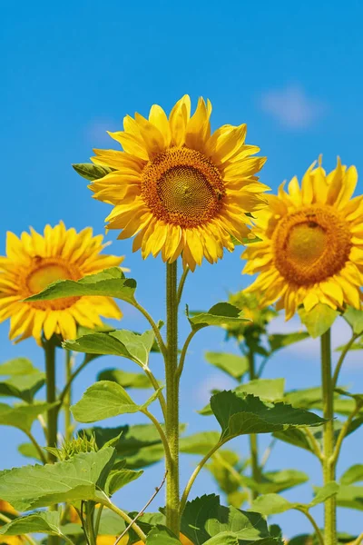 Zonnebloemen tegen de hemel — Stockfoto
