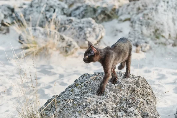 Pequeño gatito negro — Foto de Stock