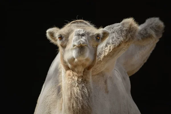 Portret wielbłąda — Zdjęcie stockowe