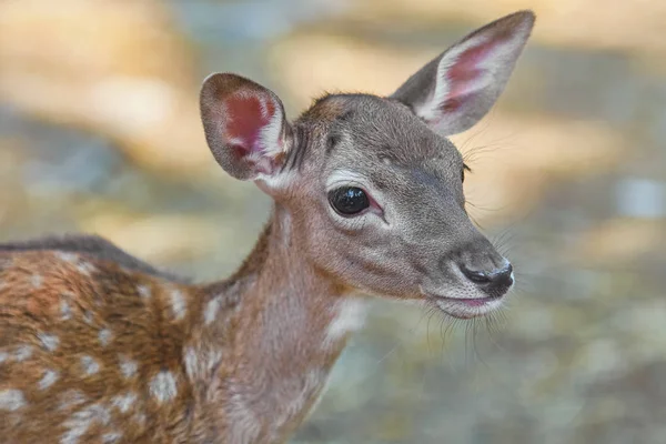 Ritratto di un cerbiatto — Foto Stock