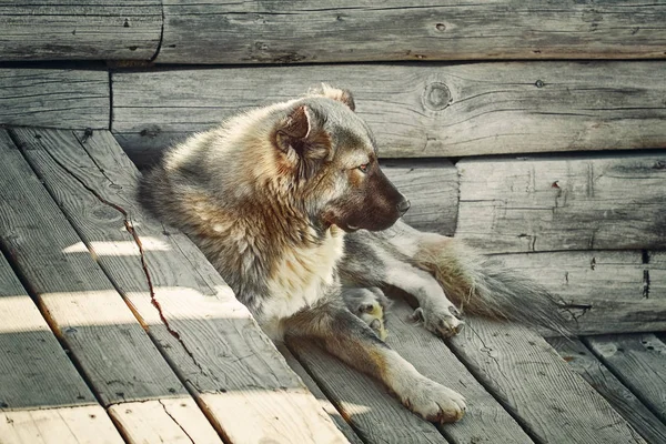 Hond op de stappen — Stockfoto